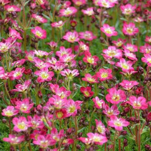 Miniatuur 1