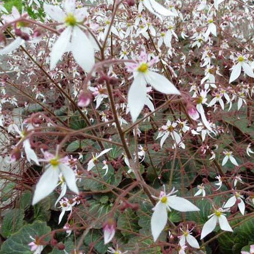 Miniatuur 2