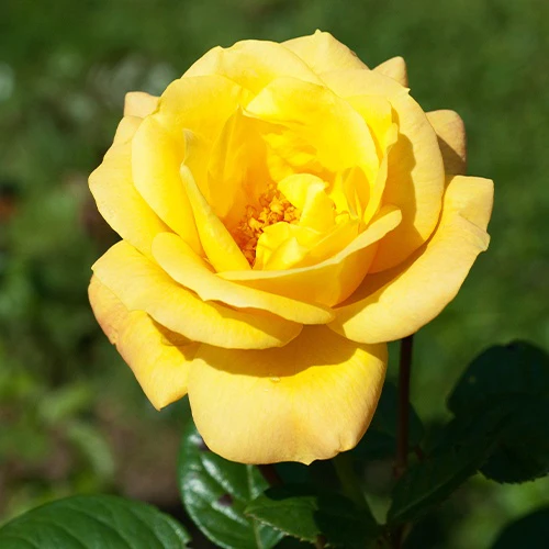 Miniatuur 1