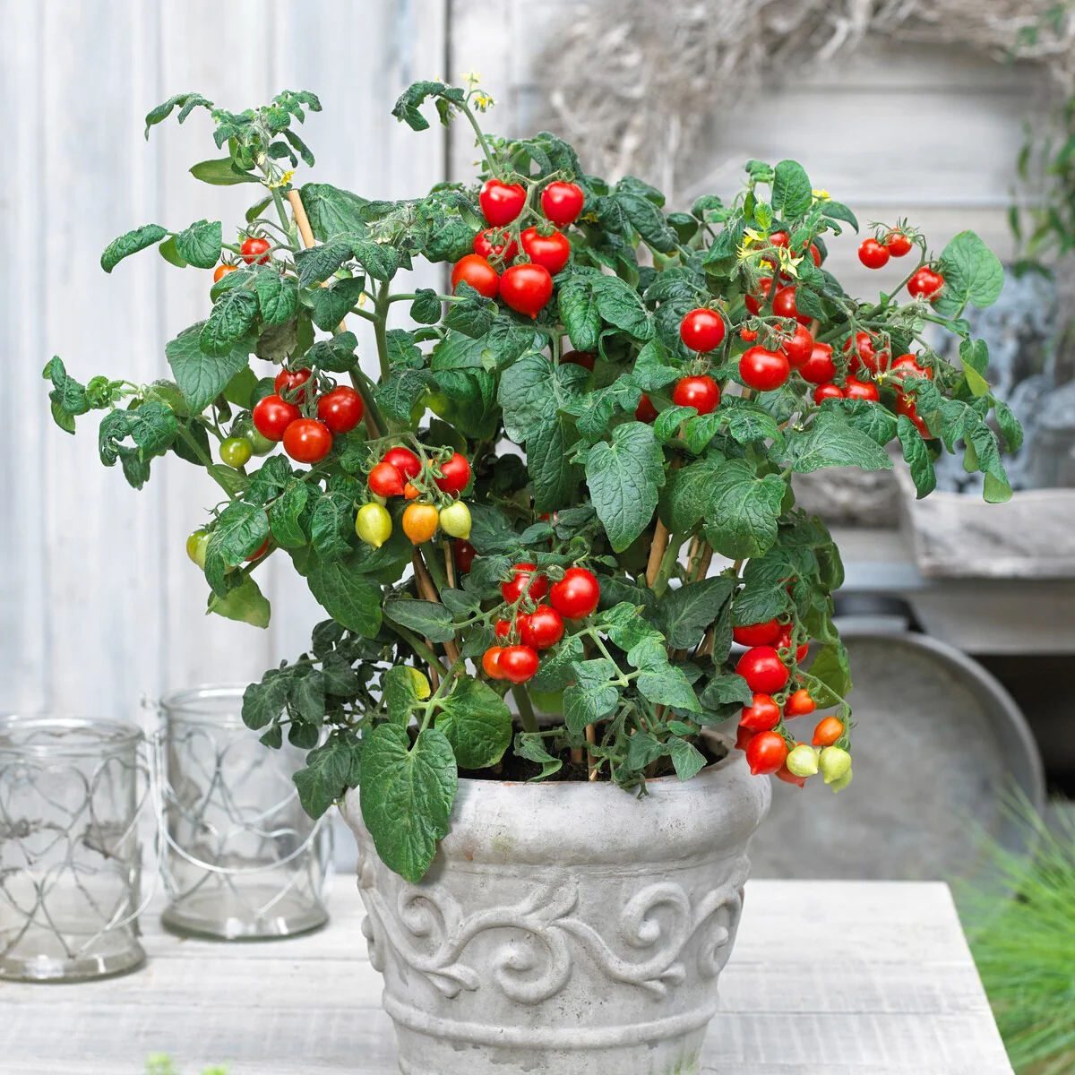Miniatuur 1