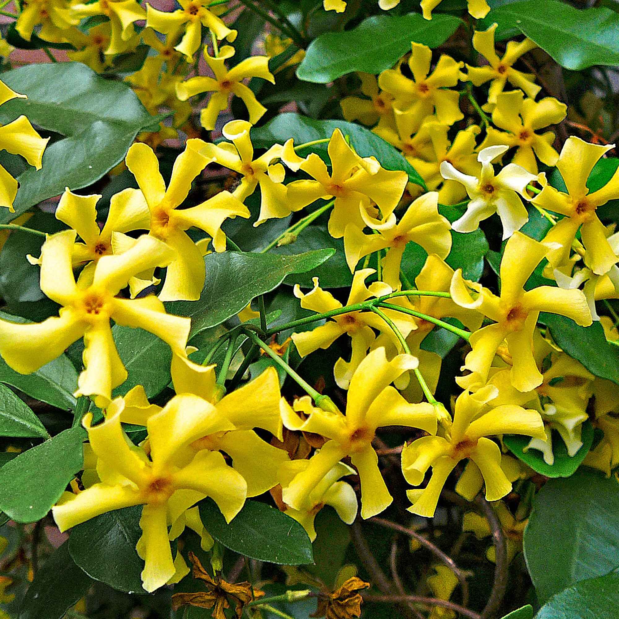 Miniatuur 2