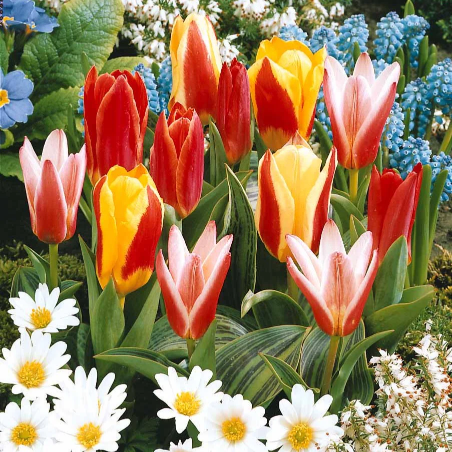 Miniatuur 2