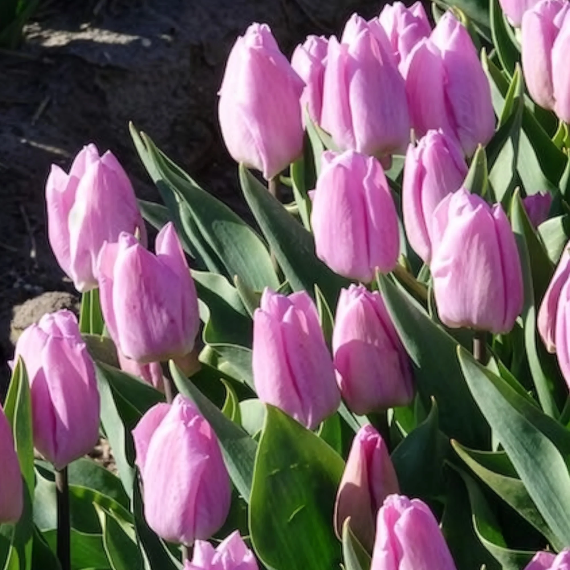 Productafbeelding 2