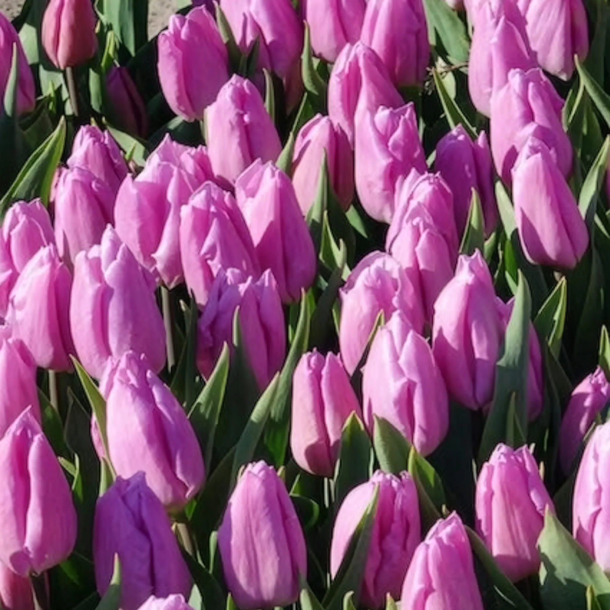 Productafbeelding 8
