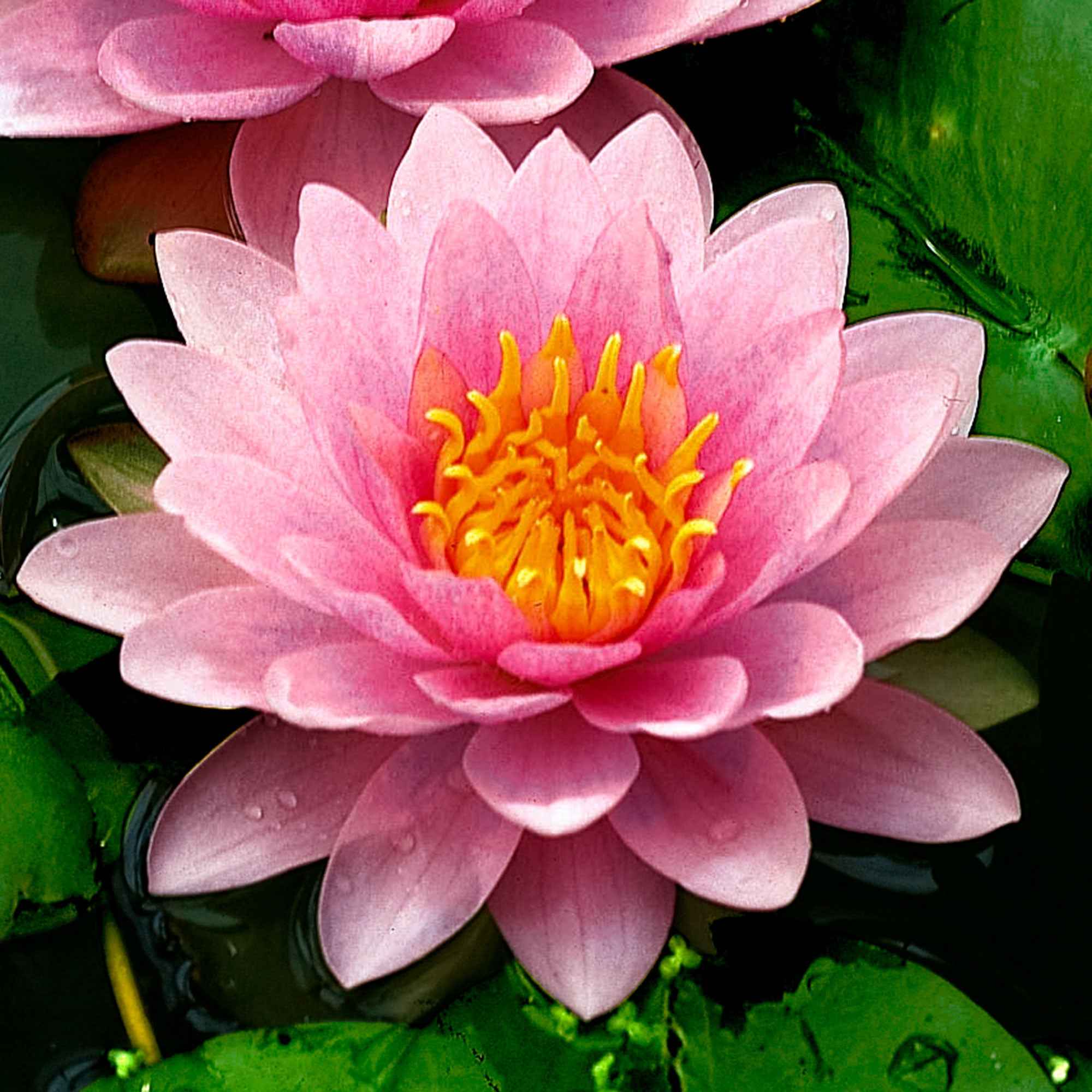 Miniatuur 1