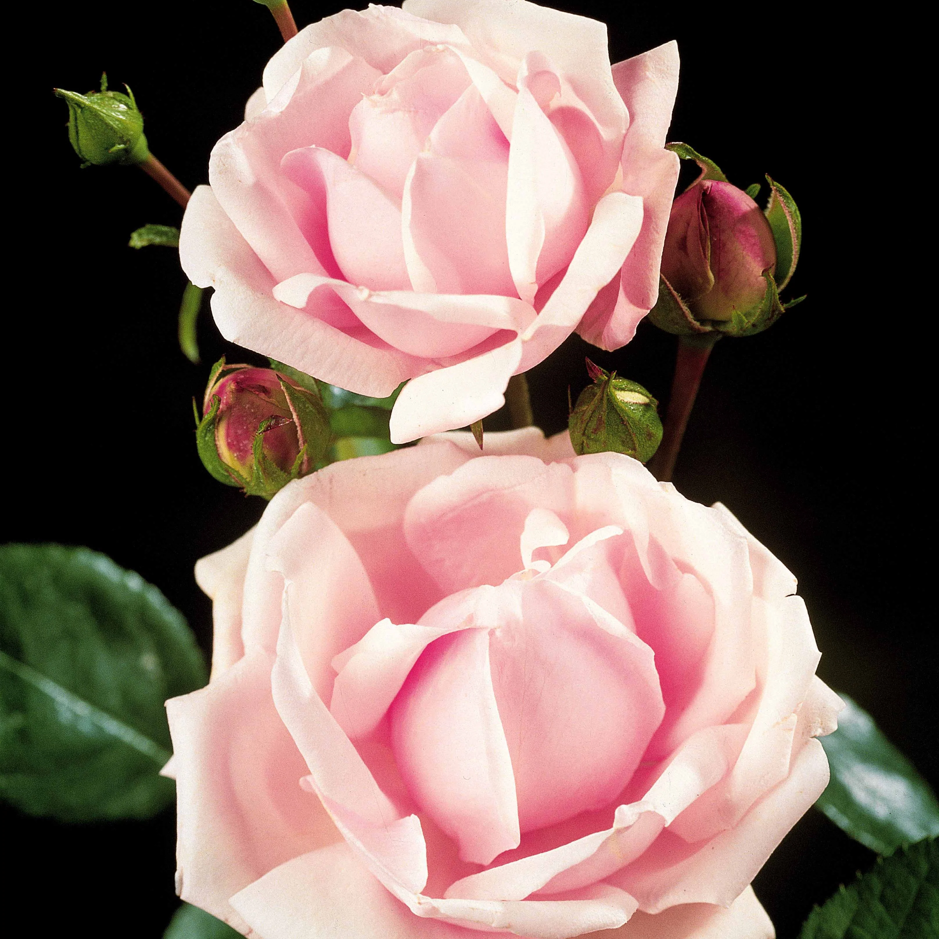 Miniatuur 2