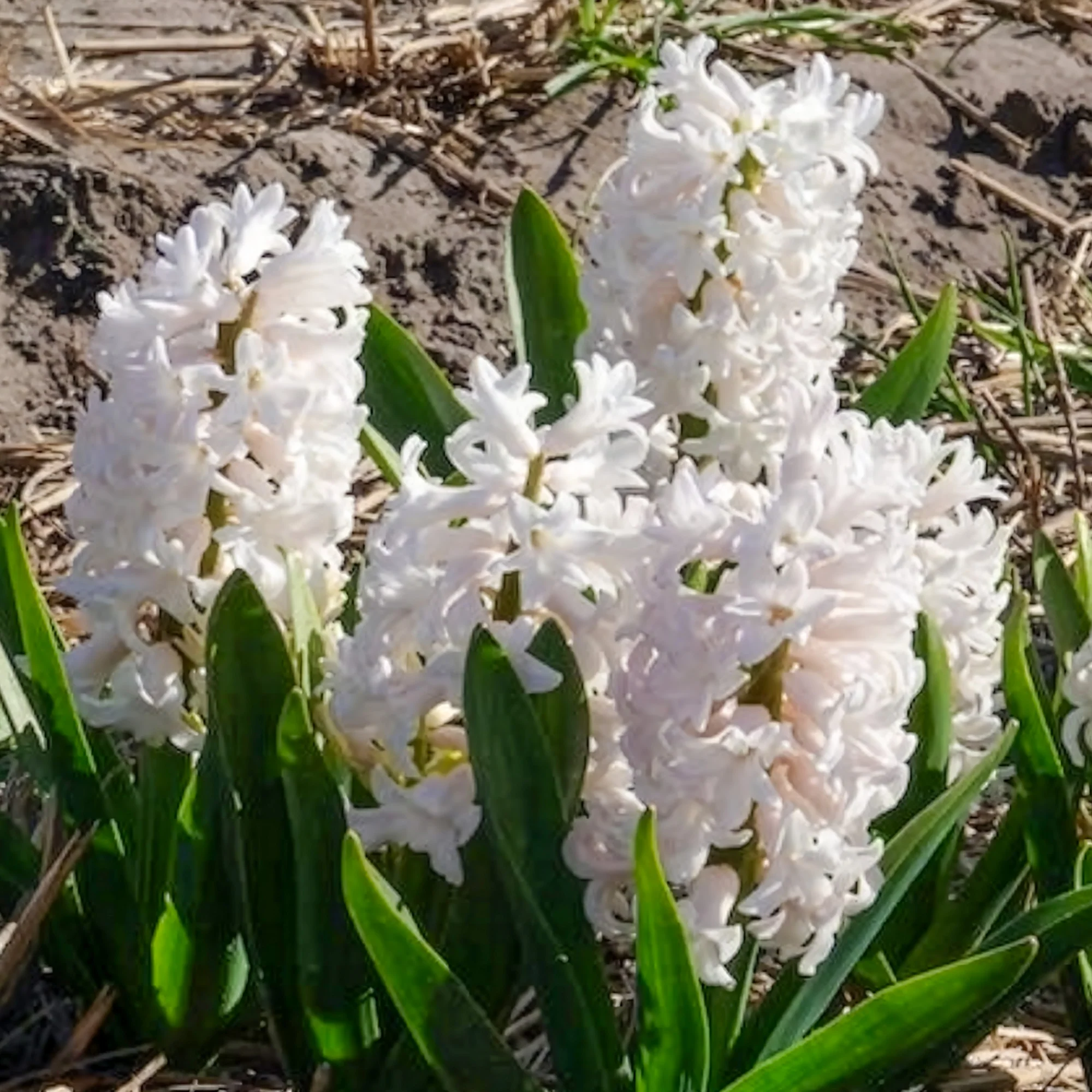 Miniatuur 1