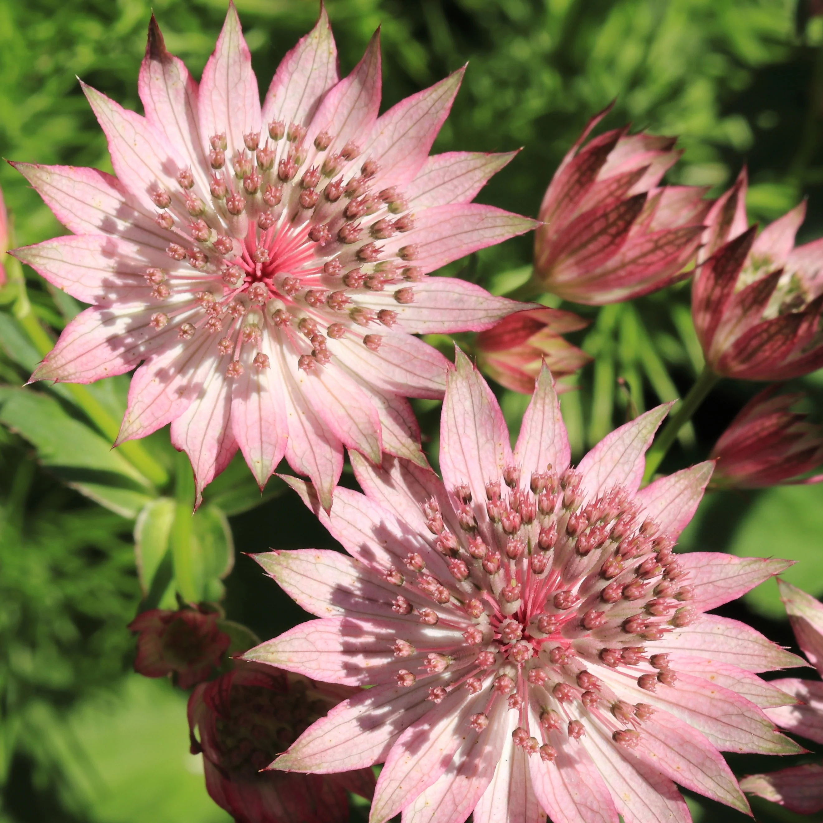 Miniatuur 2